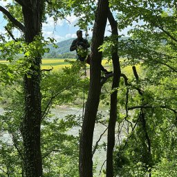 Jarosław Budzyński - Arborysta w uprzęży, na tle rzeki i pól, przycina gałęzie drzewa. Widoczne świeżo obcięte konary i liny zabezpieczające.