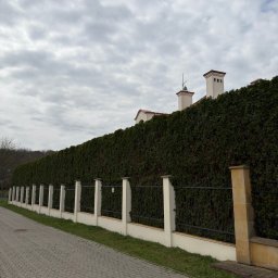 Jarosław Budzyński - Wysoki, równo przycięty żywopłot z tui za ozdobnym ogrodzeniem, widoczny z chodnika. W tle budynek z kominami. Pochmurne niebo.