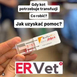 ERVET - Endoskopia Kardiologia Dermatologia Chirurgia - Weterynarz Wrocław - Przychodnia Weterynaryjna ERVET s.c. Alicja Bryłkowska Paweł Bryłkowski - Test krwi kota QuickTest BT A+B w dłoni, z napisem 'RAMA' i logo ERVet, informujący o transfuzji. Tekst: 'Gdy kot potrzebuje transfuzji, jak uzyskać pomoc?'.
