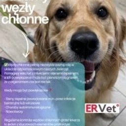 ERVET - Endoskopia Kardiologia Dermatologia Chirurgia - Weterynarz Wrocław - Przychodnia Weterynaryjna ERVET s.c. Alicja Bryłkowska Paweł Bryłkowski - 
