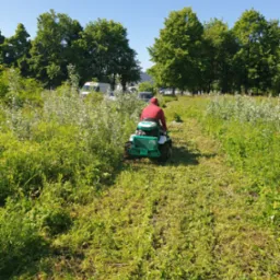 Wykaszanie traw zarośli i samosiejek