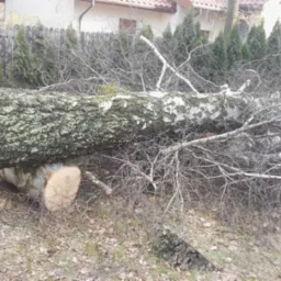 Ścięte pnie drzewa z gałęziami leżące na ziemi, widoczne ślady cięcia, w tle żywopłot i budynek.