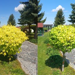 Green-Gród - Uformowane, kuliste drzewa o żółtych i zielonych liściach, rosnące w zadbanym ogrodzie z kamienną ścieżką i zielonym trawnikiem w słoneczny dzień.