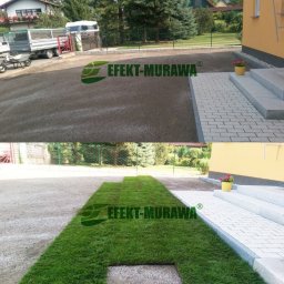 EFEKT MURAWA - Zdjęcie 'przed i po' z częściowo ułożoną trawą z rolki na przygotowanym podłożu, obok chodnika z kostki i schodów wejściowych do domu. Widoczny trawnik w trakcie realizacji.