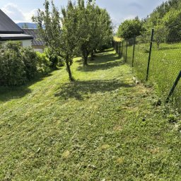 Ogrody kompleksowe usługi - Świeżo skoszony trawnik w sadzie z rzędem drzew owocowych, z widocznymi ścinkami trawy. W tle dom z ciemnym dachem i zielone ogrodzenie panelowe, za nim pagórki.