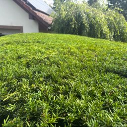 Terra-Bud - Gęsty, równo przycięty żywopłot z cisu o soczystej zieleni i delikatnych nowych pędach, z rozmyciem w tle fragmentu domu z panelami słonecznymi.