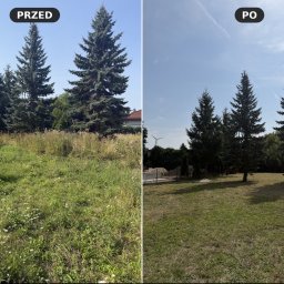 Ogrodowy Glanc - Porównanie działki przed i po koszeniu: zarośnięta, wysoka trawa z chwastami obok świerków, przekształcona w równo skoszony trawnik.