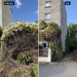 Przycinanie drzew Poznań 1