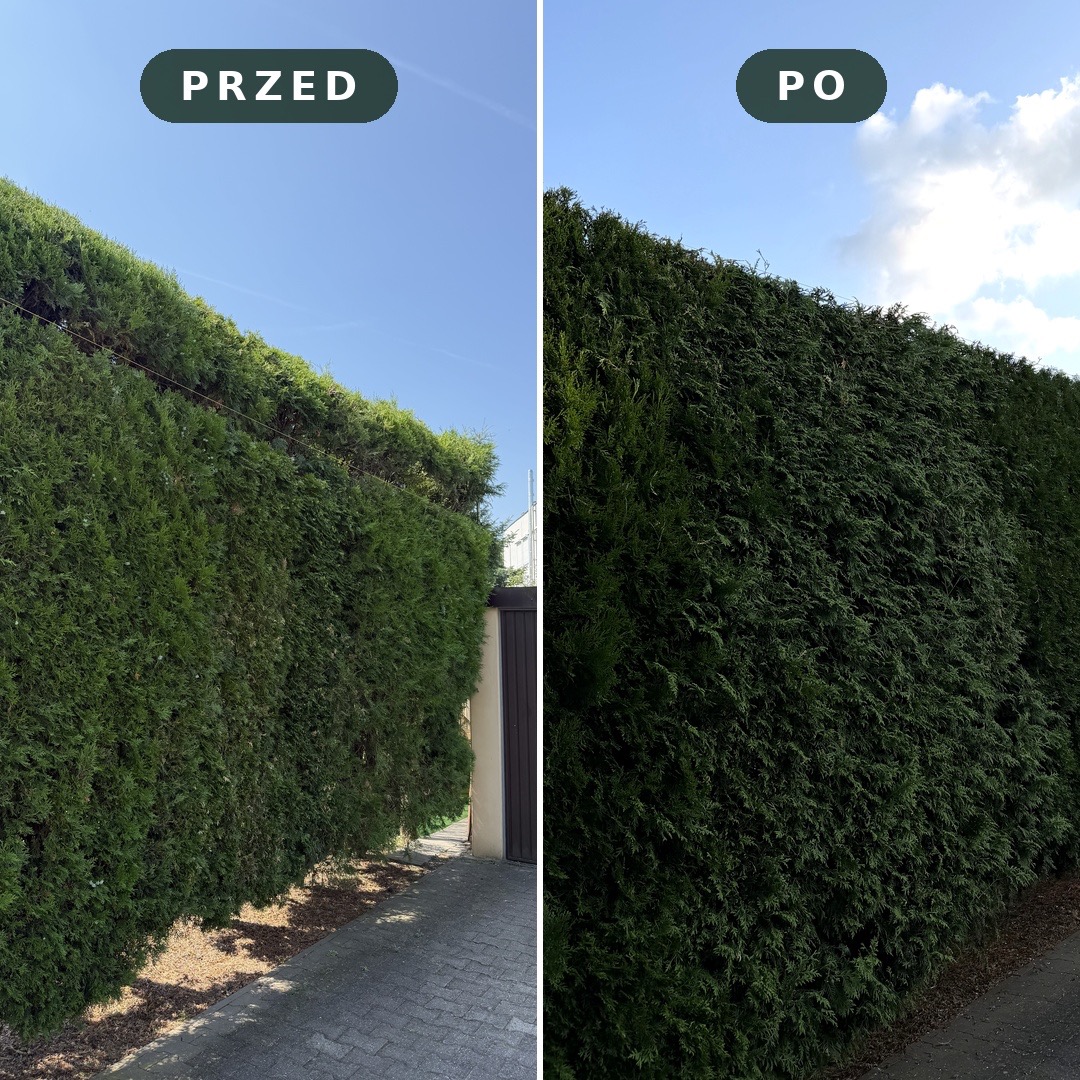 Porównanie żywopłotu tui przed i po przycięciu: zarośnięty, nierówny szczyt przed zabiegiem i idealnie wyrównana, gęsta ściana zieleni po pielęgnacji.