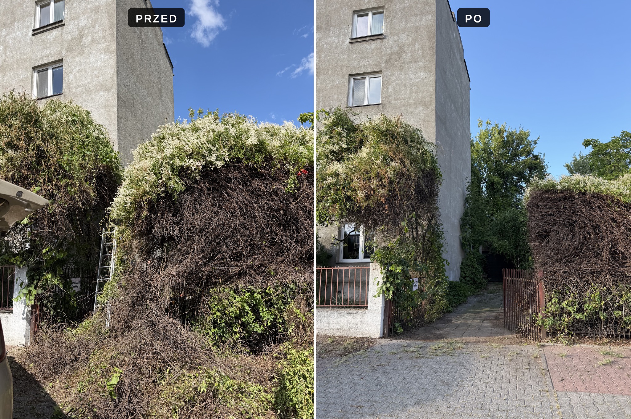 Porównanie 'przed i po' przycinania gęstej roślinności pnącej, która zarosła wejście do szarego budynku; widoczna drabina i usunięte gałęzie.