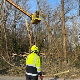 ArborAlp - Pracownik w żółtym podnośniku koszowym usuwa gałęzie z wysokiego, bezlistnego drzewa. Drugi pracownik w odblaskowej kurtce obserwuje prace, obok leżą ścięte konary i gałęzie.