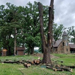 ArborAlp - Duże drzewo w trakcie usuwania, z dwoma głównymi pniami i linami zabezpieczającymi, otoczone świeżo ściętymi kłodami na trawie, na tle kamiennego budynku z wieżą.