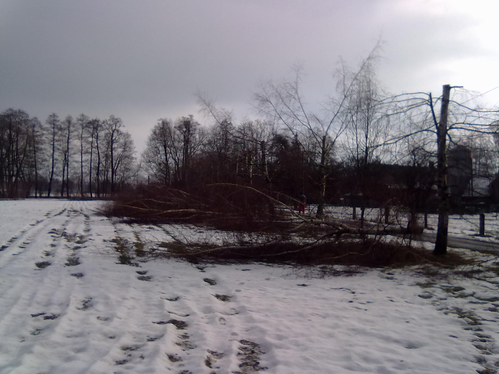 Śnieżny krajobraz z powalonymi gałęziami drzew po wycince, widoczne ślady opon na śniegu i fragmenty pni drzew.