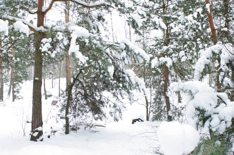Zimowy krajobraz leśny z sosnami obficie pokrytymi śniegiem, widok z poziomu gruntu, z delikatną poświatą w tle.