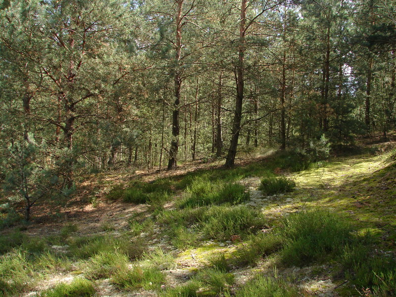 Leśna działka rekreacyjna z młodymi sosnami i runem leśnym, delikatnie oświetlona przez słońce.