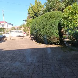 GARDENPROMAX S.P. Z.O.O - Starannie uformowany, gęsty żywopłot przy metalowej bramie wjazdowej, z narzędziem ogrodowym na kostce brukowej. Słoneczny dzień, w tle dom i błękitne niebo.