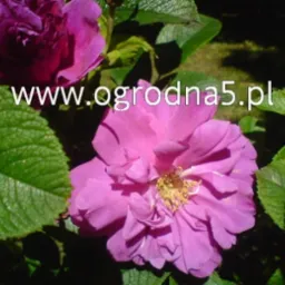 Sadzonki drzew,krzewów ozdobnych i owocowych,róż,różaneczników