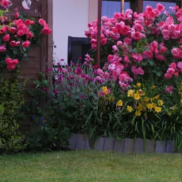 Bujny ogród z różowymi różami pnącymi się po drewnianym płocie i ścianie domu, z dodatkiem fioletowych i żółtych kwiatów oraz niskiego obrzeża z szarych kostek.