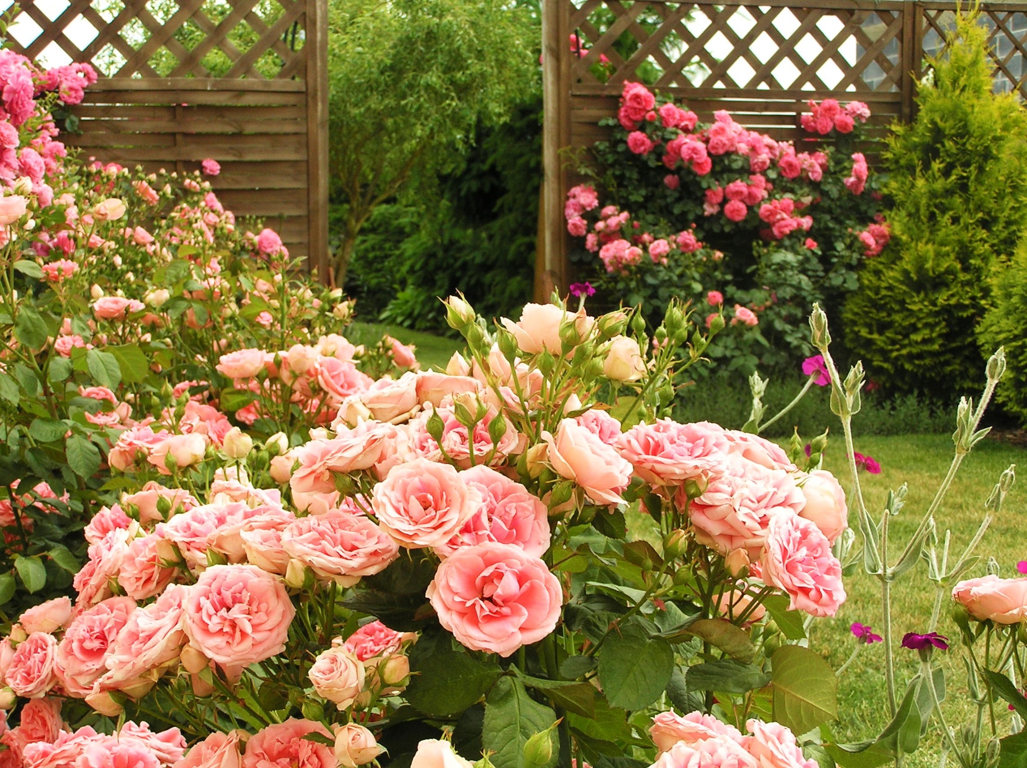 Kwitnące, różowe róże w ogrodzie w Łowiczu, z drewnianą kratą w tle i zielenią drzew.