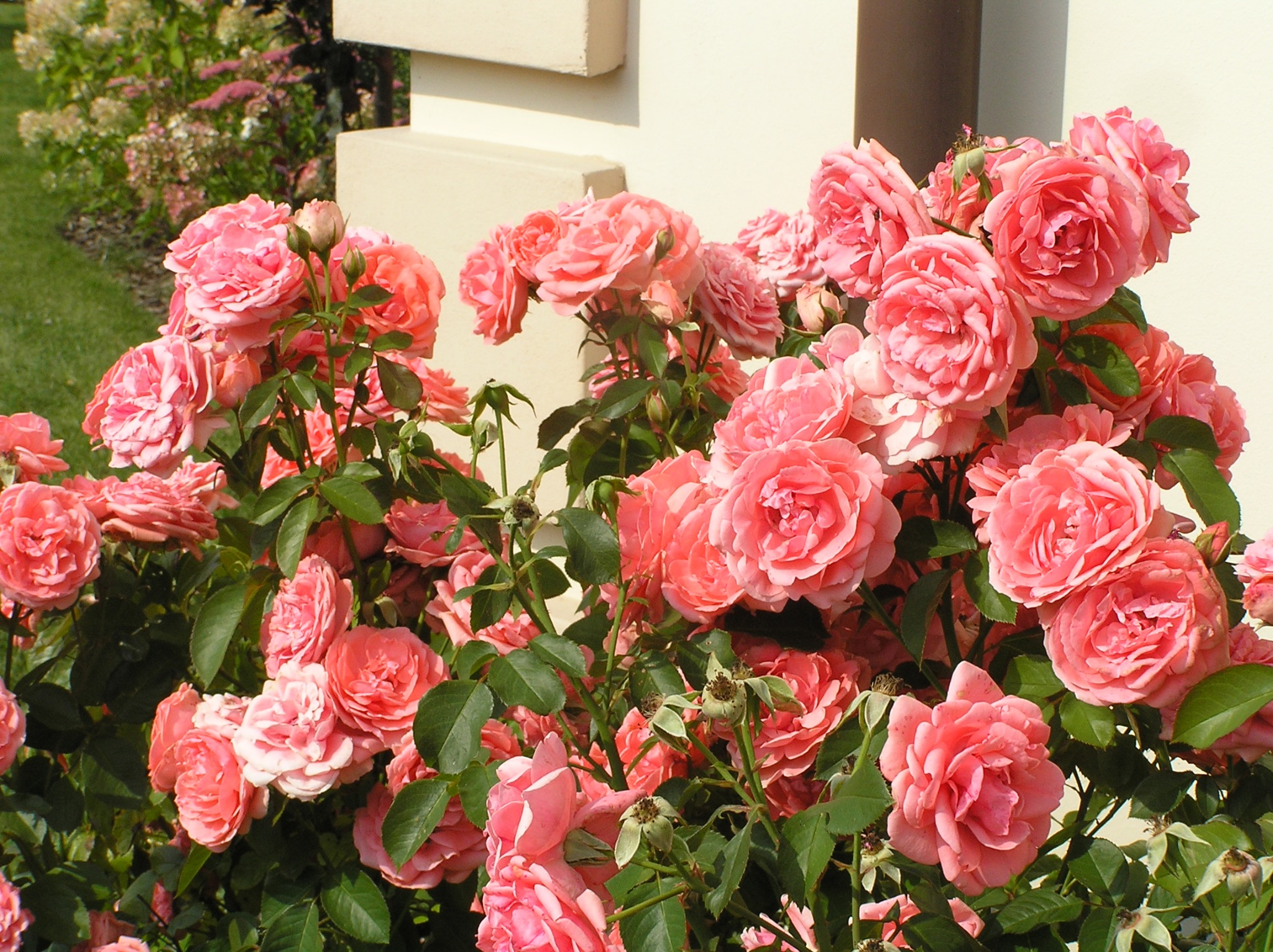 Projektowanie ogrodów i doradztwo.