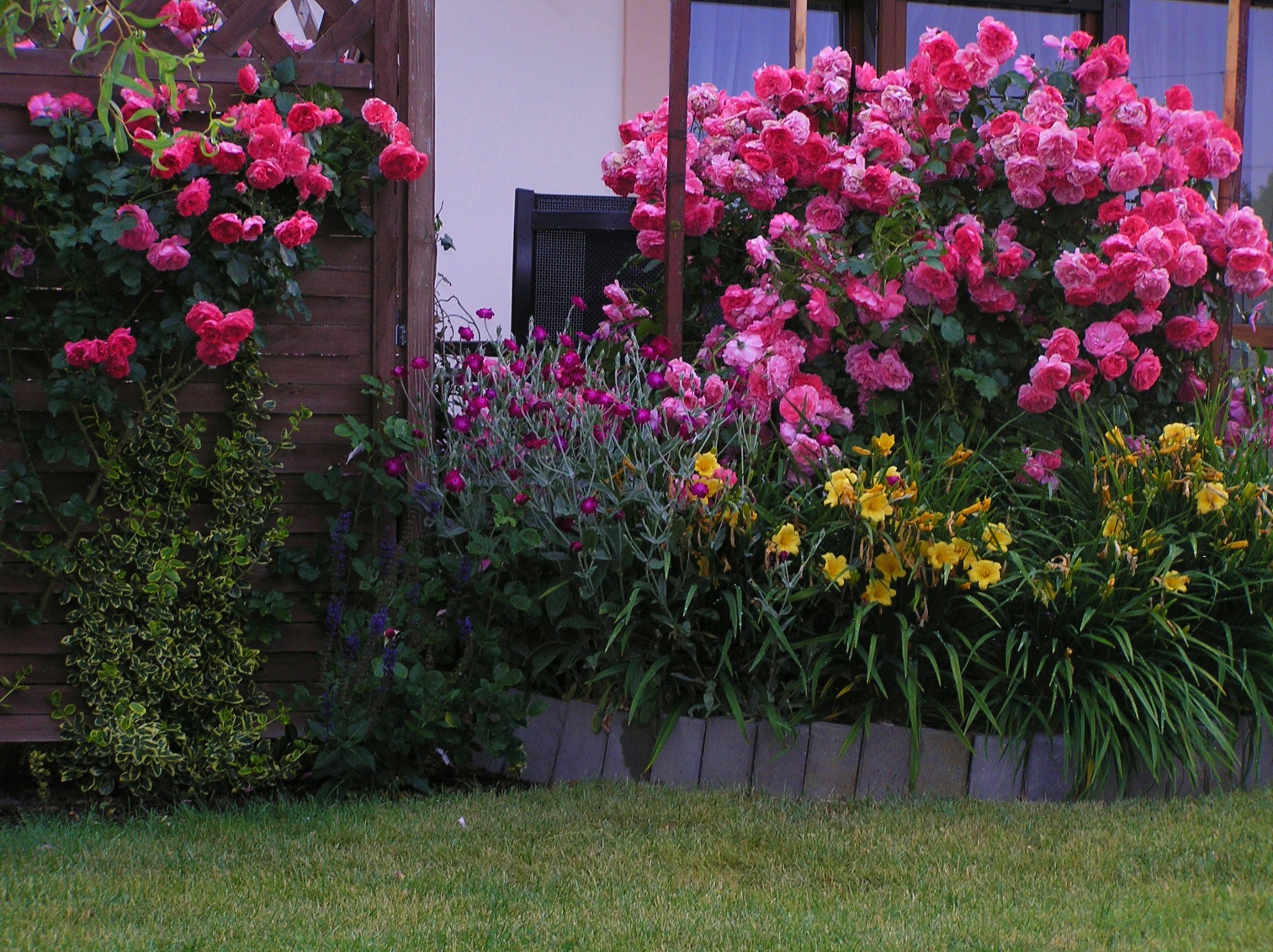 Bujny ogród z różowymi różami pnącymi się po drewnianym płocie i ścianie domu, z dodatkiem fioletowych i żółtych kwiatów oraz niskiego obrzeża z szarych kostek.