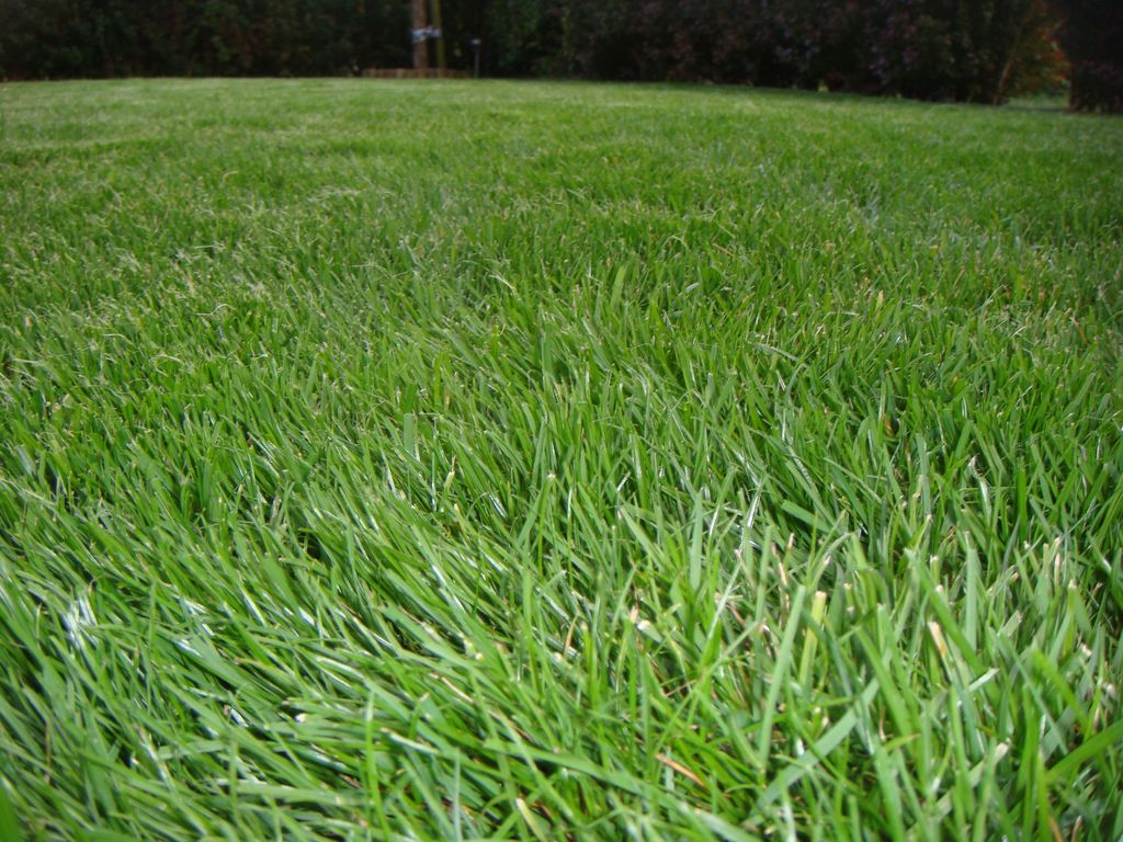 Kompleksowe usługi ogrodnicze