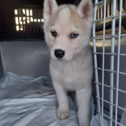 Szczeniak husky o błękitnych oczach w transporterze z metalową kratą i plastikowym dnem wyłożonym pogniecioną folią.