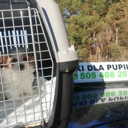 TUPAJ Usługi Przewozwe Psy koty - Transport Rzeszów