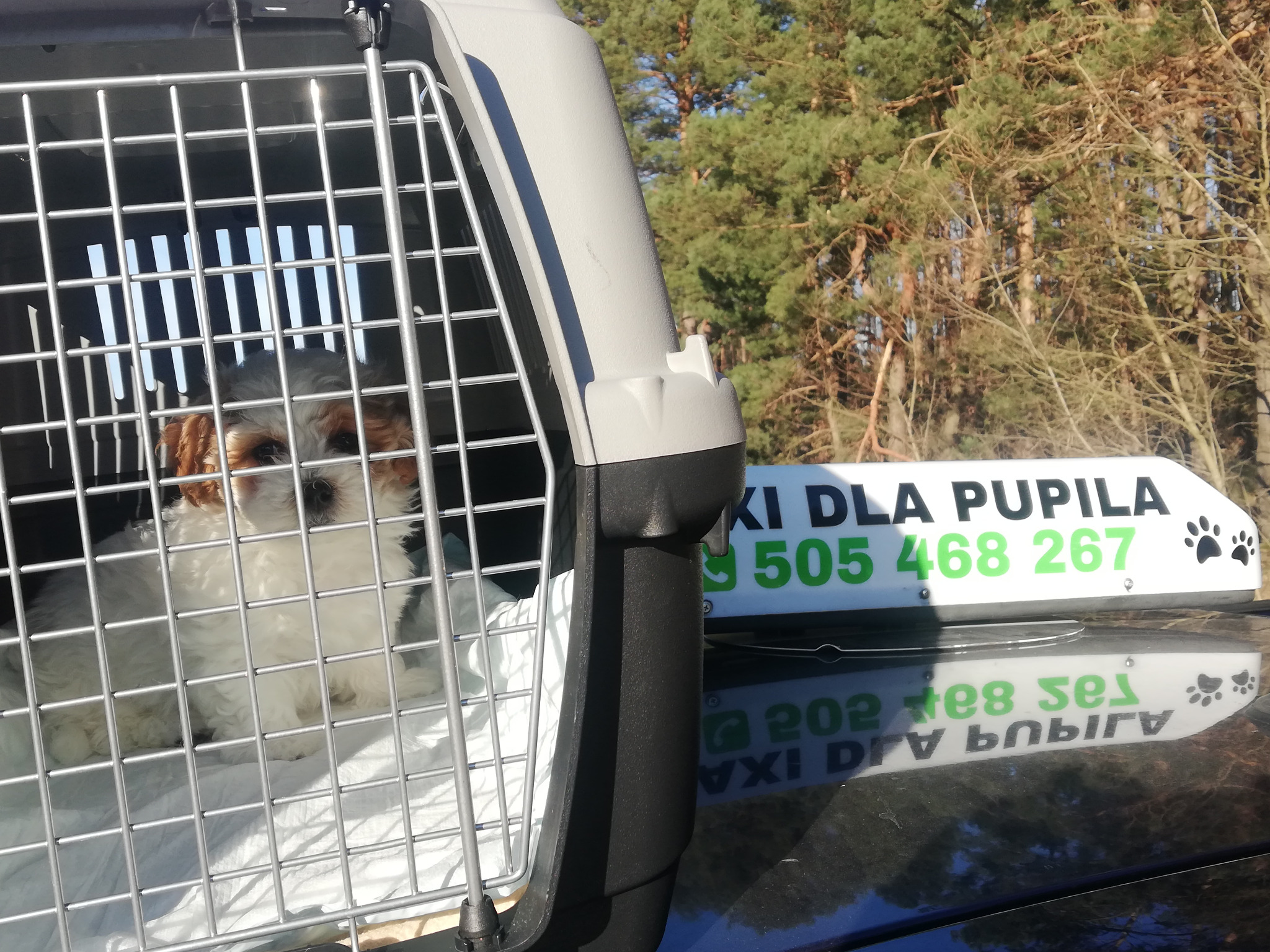 Mały, biały piesek z brązowymi uszkami w metalowej klatce transportowej na dachu samochodu z reklamą 'Taxi dla pupila' i numerem telefonu.