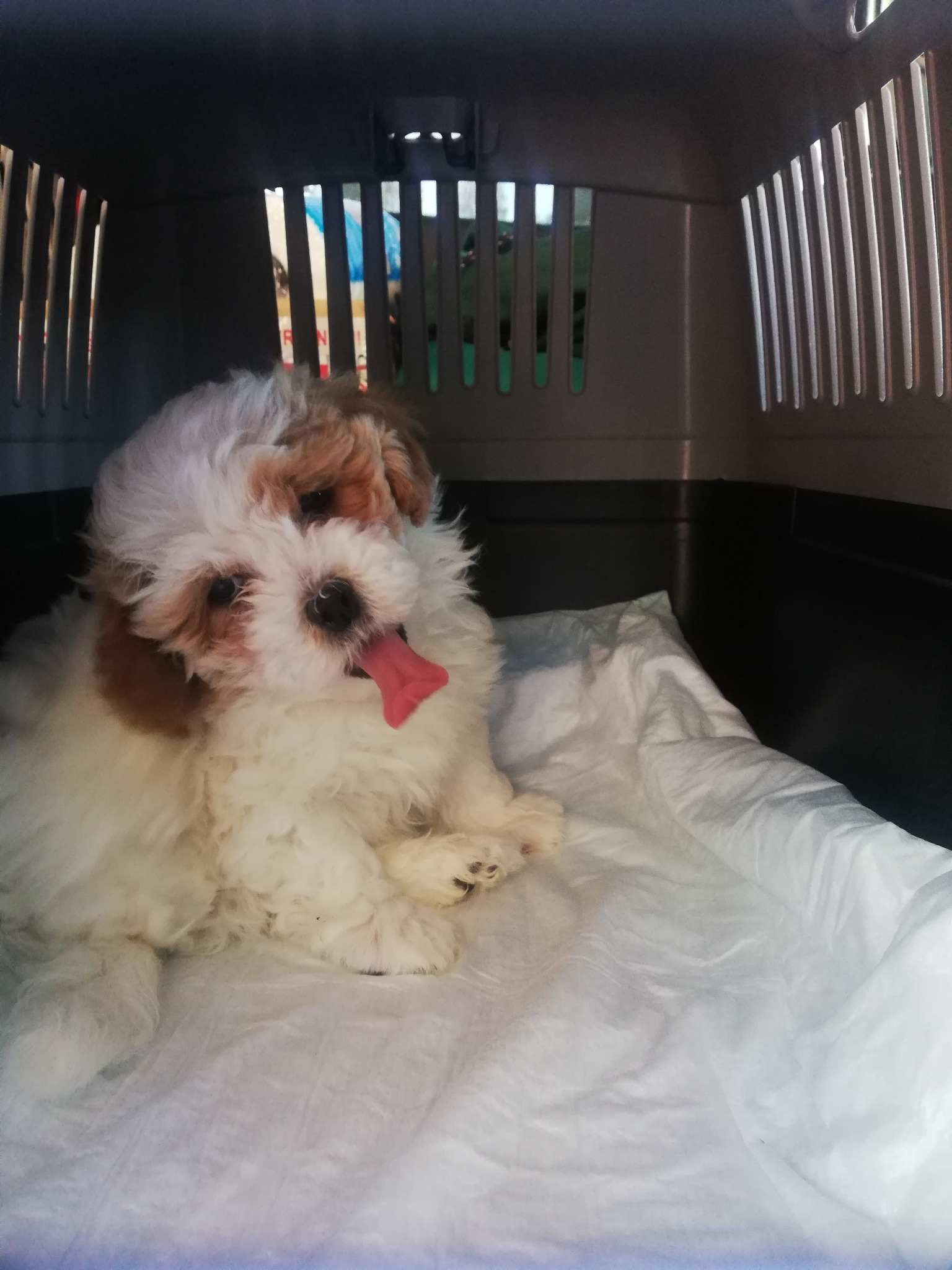 Mały, biało-brązowy piesek z wywieszonym językiem leży na białej podkładce wewnątrz szarej, plastikowej klatki transportowej.