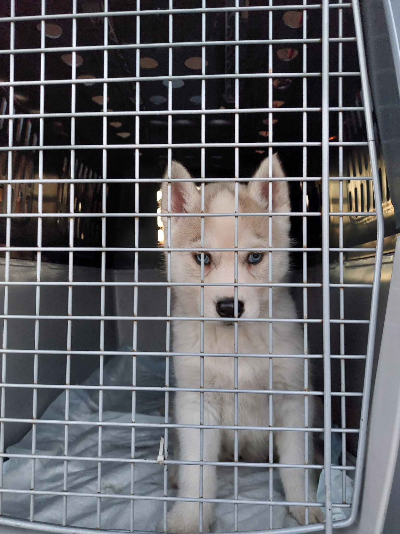 Szczeniak husky z niebieskimi oczami w metalowej klatce transportowej na jasnym podkładzie.