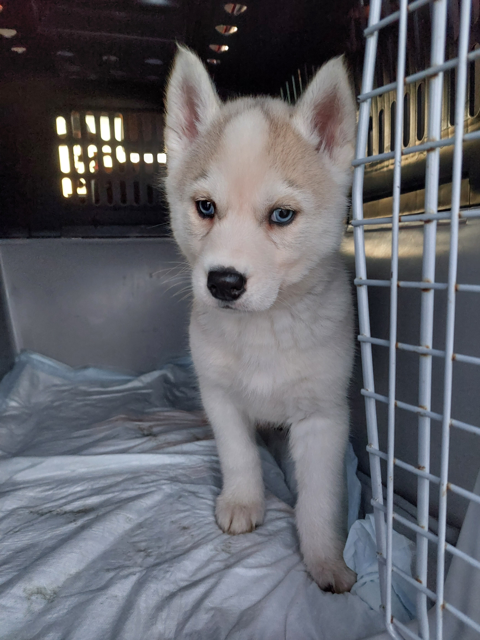Szczeniak husky o błękitnych oczach w transporterze z metalową kratą i plastikowym dnem wyłożonym pogniecioną folią.