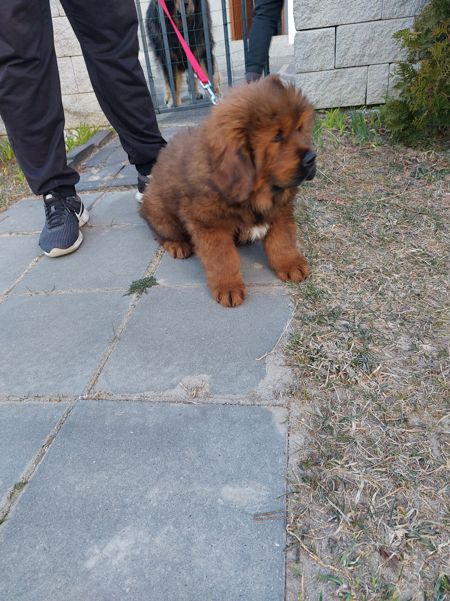Szczeniak mastifa tybetańskiego o brązowym umaszczeniu siedzi na szarych płytach chodnikowych, obok nogi opiekuna w czarnych spodniach dresowych i sportowych butach, w tle częściowo widoczny drugi...