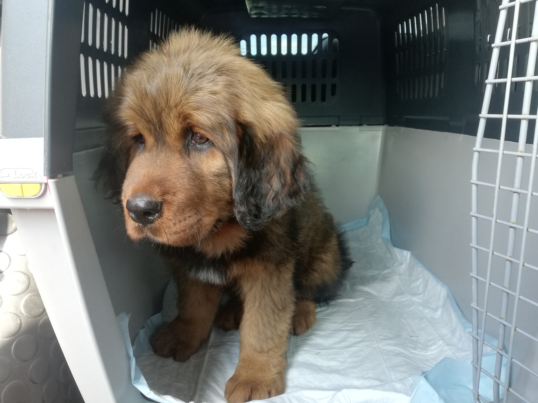 Brązowo-czarny szczeniak rasy Mastif Tybetański siedzi w szarej plastikowej klatce transportowej na podkładzie higienicznym.