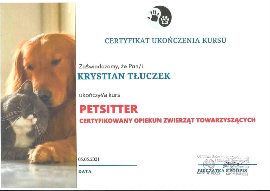 Certyfikat ukończenia kursu petsittera przez Krystiana Tłuczka, z psem rasy golden retriever i szarym kotem ocierającymi się o siebie w tle, wydany 05.05.2021.