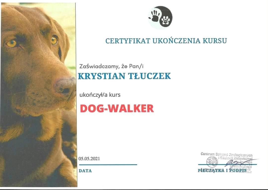 Certyfikat ukończenia kursu DOG-WALKER z portretem czekoladowego labradora po lewej stronie.