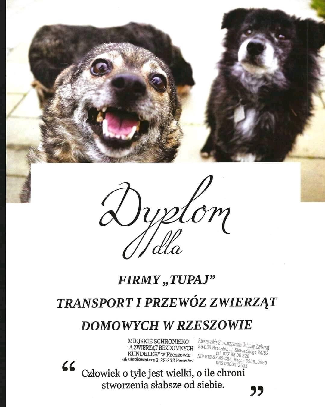 Dyplom dla firmy 'Tupaj' za transport i przewóz zwierząt domowych w Rzeszowie, z widocznymi trzema psami w tle, w tym jeden uśmiechnięty z otwartym pyskiem.