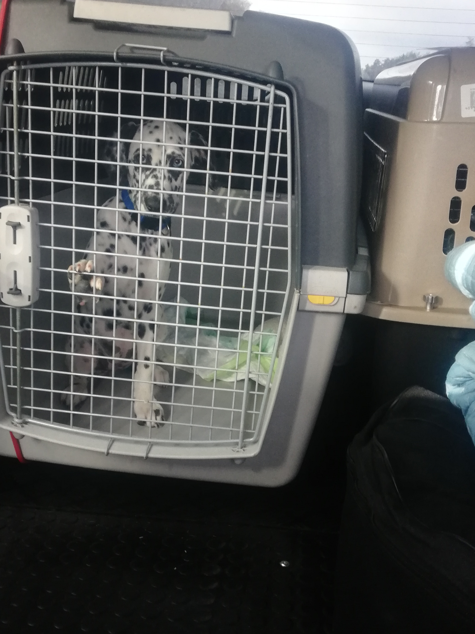 Dalmatyńczyk z niebieską obrożą w transporterze dla zwierząt, widoczne kraty i fragment wnętrza pojazdu.