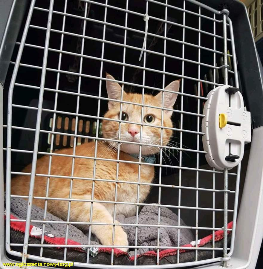 Rudy kot z niebieską obrożą spoczywa w metalowej klatce transportowej na szarej, wzorzystej podkładce.