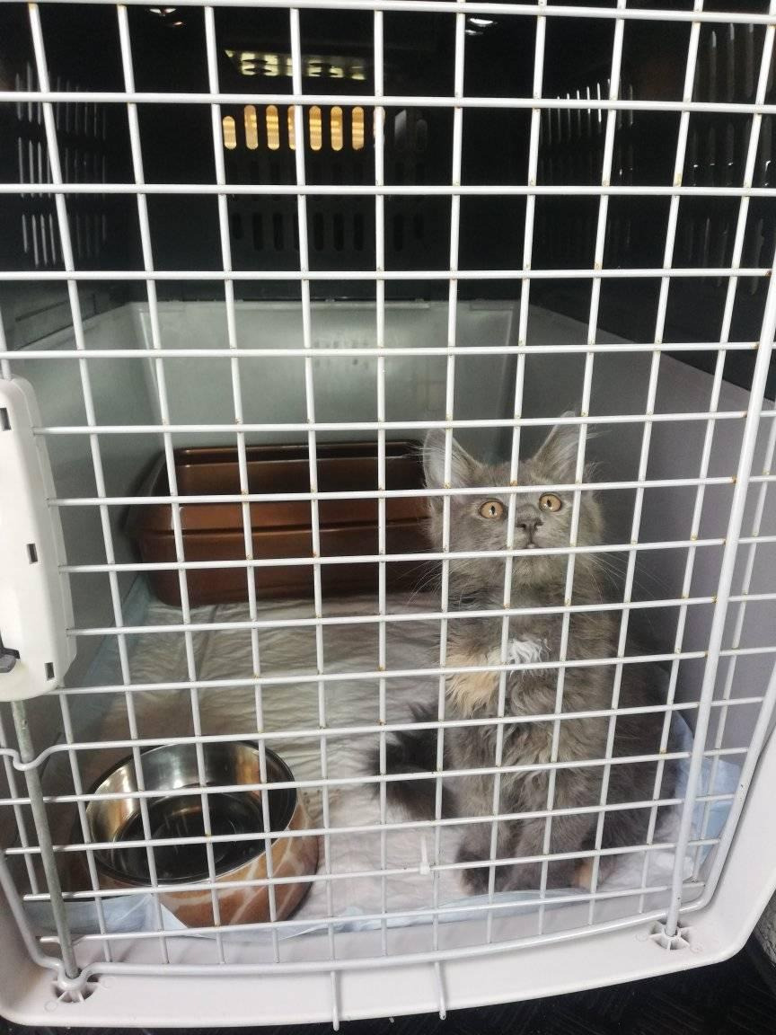 Szary kot rasy Maine Coon z białym krawatem siedzi w białej plastikowej klatce transportowej z metalową kratką, obok miska i brązowy pojemnik.