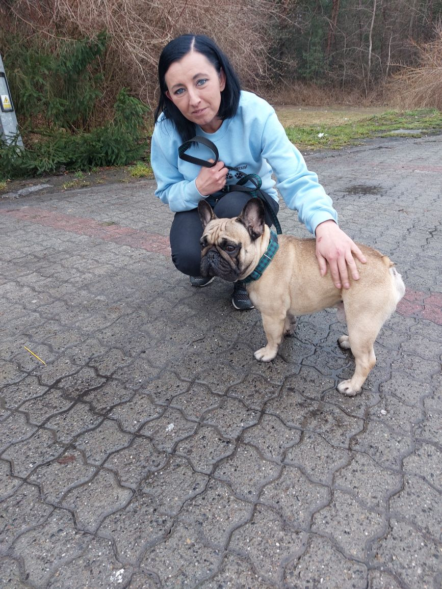 Kobieta w niebieskiej bluzie kuca obok beżowego buldoga francuskiego z zieloną obrożą na brukowanym chodniku, trzymając smycz w dłoni.
