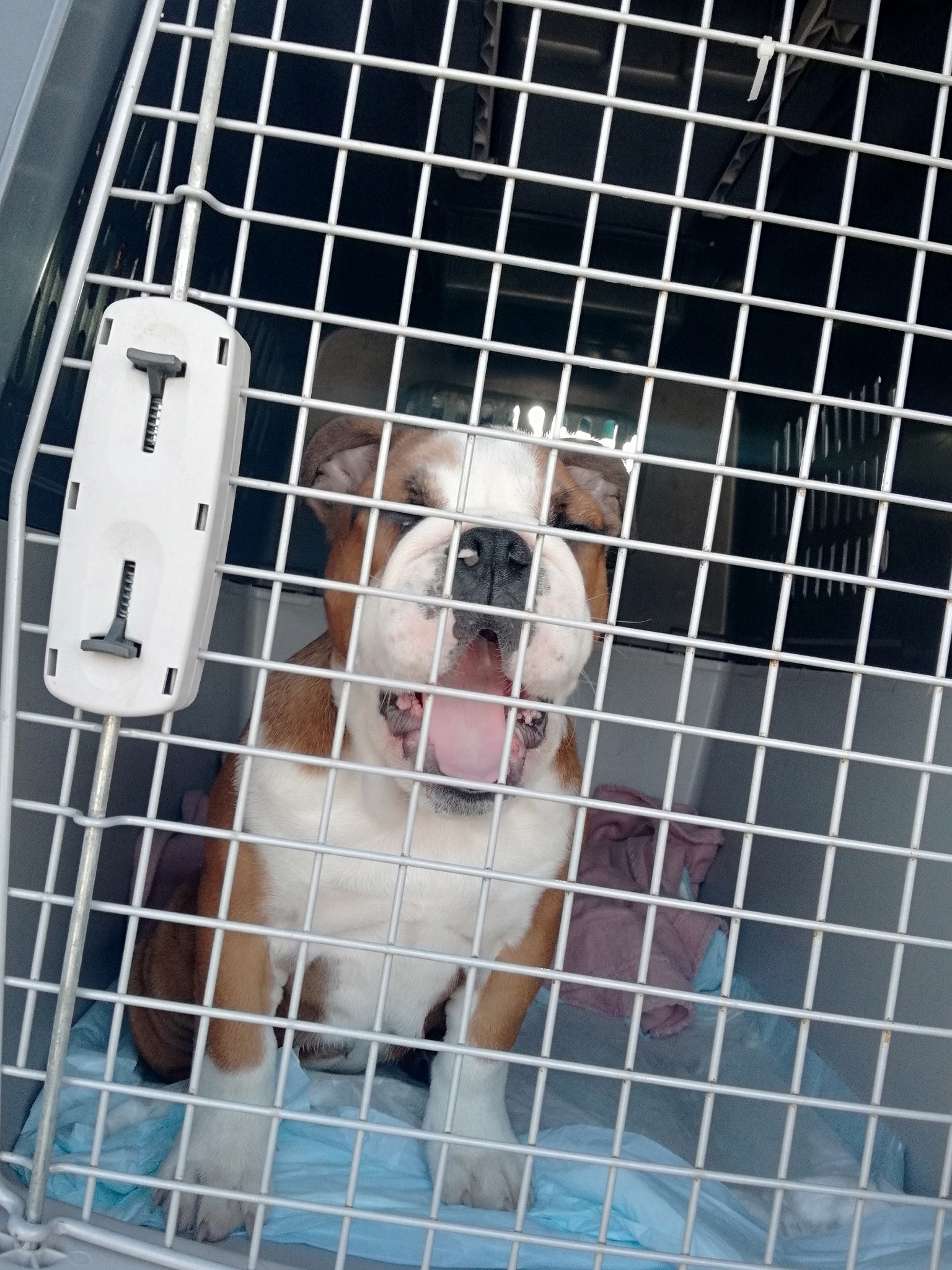 Buldog angielski w metalowej klatce transportowej z uchylonymi drzwiami, leżący na niebieskim podkładzie z widoczną różową szmatką.