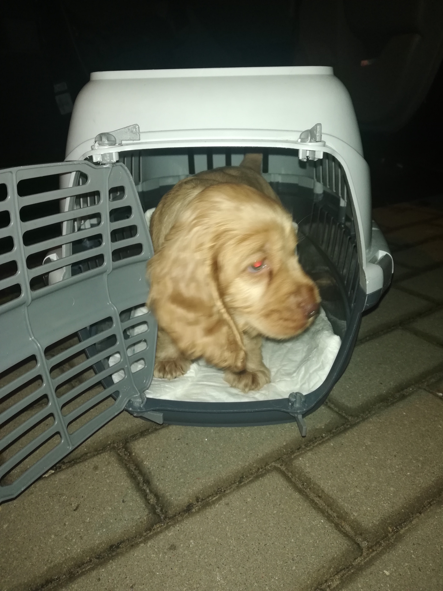 Złoty szczeniak rasy Cocker Spaniel w plastikowym transporterze z otwartymi szarymi drzwiczkami, siedzący na białej podkładce.