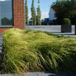 Kaskada zielono-żółtej trawy ozdobnej oddzielona szarą kostką brukową od elewacji budynku z czerwonej cegły, w tle minimalistyczne białe kule i donice w kształcie sześcianów.