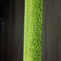 Wertykalna ściana z mchu chrobotka reniferowego, oświetlona od tyłu, obramowana płytkami imitującymi drewno