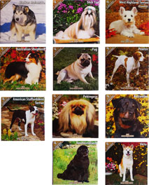 Kolekcja kalendarzy ściennych firmy Avonside prezentująca różne rasy psów, w tym Alaskan Malamute, Shih Tzu, West Highland White Terrier, Australian Shepherd, Mops, Pointer, American Staffordshire...