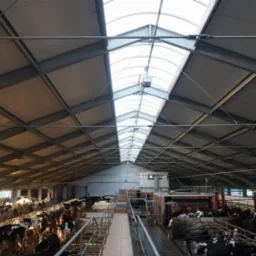 Wnętrze hali dla bydła z widoczną konstrukcją stalową dachu i świetlikami zapewniającymi naturalne oświetlenie.