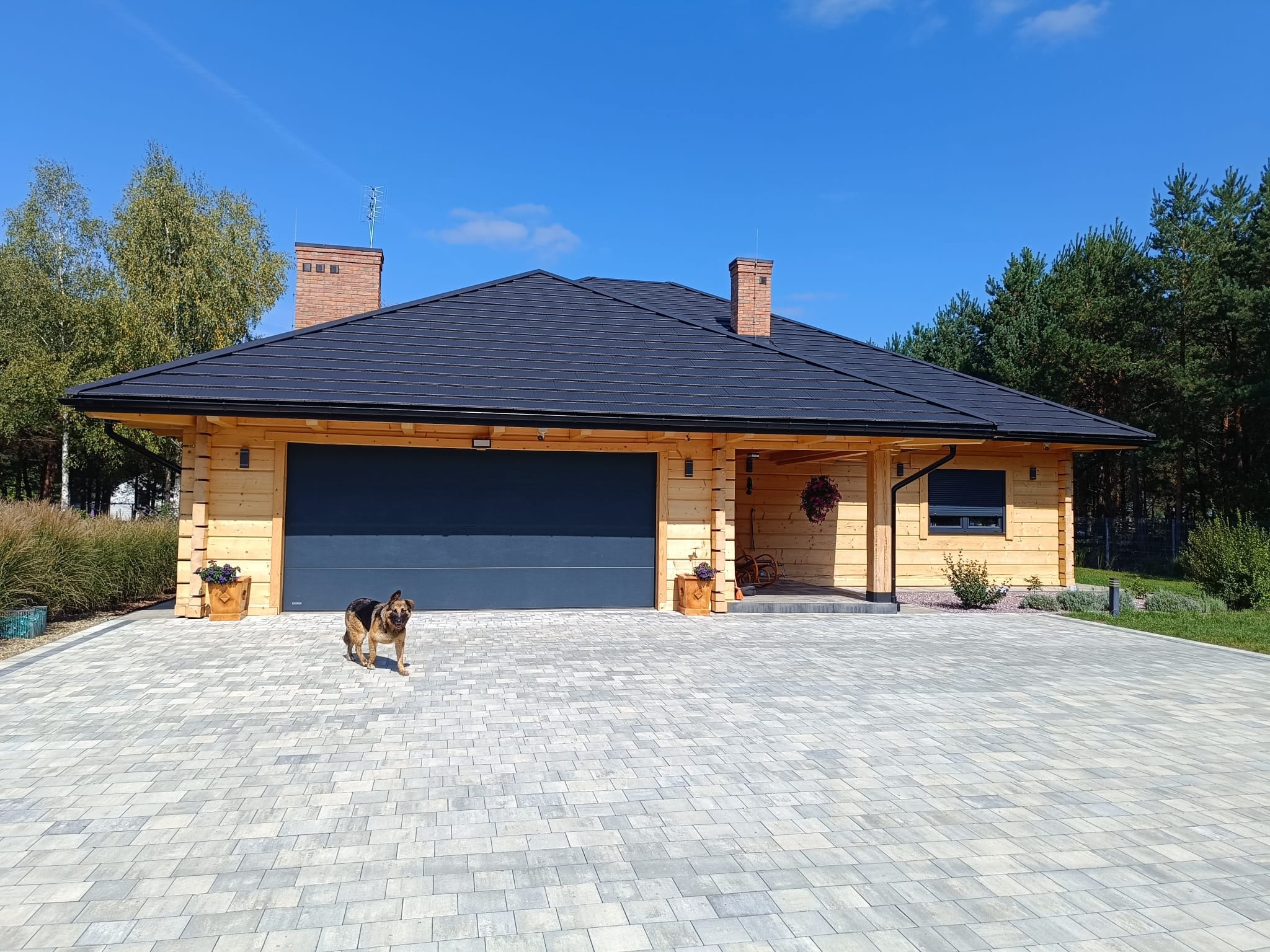Parterowy dom z bali z ciemną dachówką i garażem, na pierwszym planie pies rasy owczarek niemiecki na wybrukowanym podjeździe
