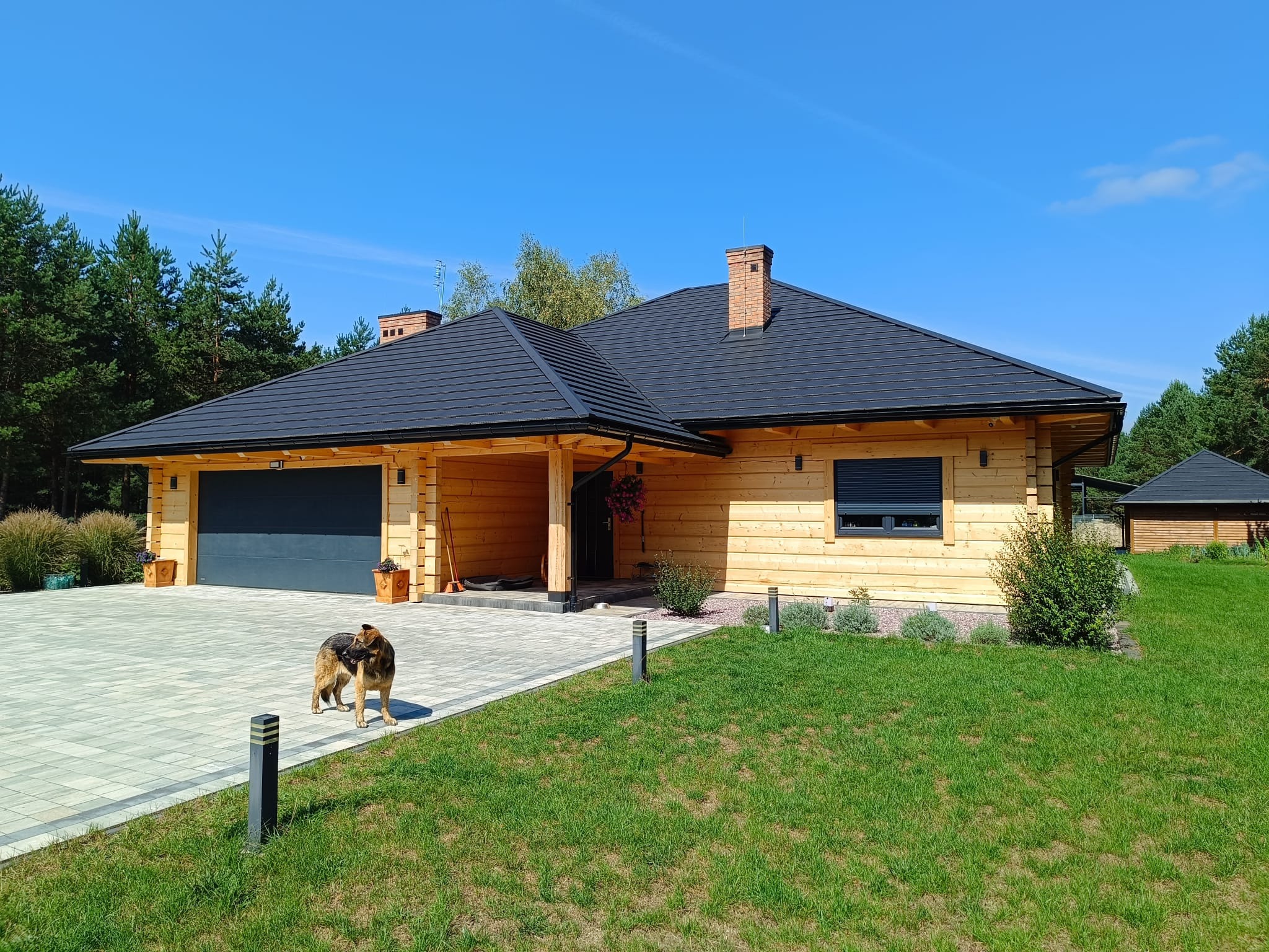 Gotowy dom z bali z ciemną dachówką, garażem i brukowanym podjazdem, na trawniku stoi pies rasy owczarek niemiecki.