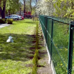 Świeżo posadzone tuje obok zielonego ogrodzenia panelowego w Teresinie. Prace ogrodnicze, trawa i drzewa w tle. Widok z boku, słoneczny dzień.